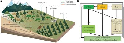 Factors driving carbon accumulation in forest biomass and soil organic carbon across natural forests and planted forests in China